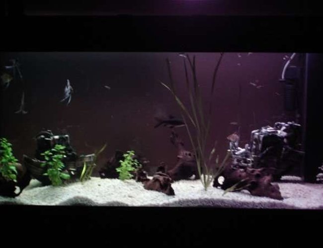 211 gallons planted tank (mostly live plants and fish) - Bad pic, will take a better one soon. 211 gallons planted tank (mostly live plants and fish) - Bad pic, will take a better one soon.