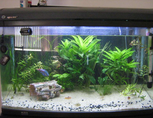 43 gallons planted tank (mostly live plants and fish) - Still really bare, second time pic poster WOO, 43 gallons planted tank (mostly live plants and fish) - Still really bare, second time pic poster WOO,