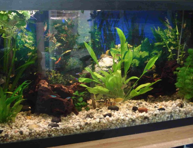 33 gallons planted tank (mostly live plants and fish) - 33 Gal, All live plants, 2 pieces Mopani wood 33 gallons planted tank (mostly live plants and fish) - 33 Gal, All live plants, 2 pieces Mopani wood