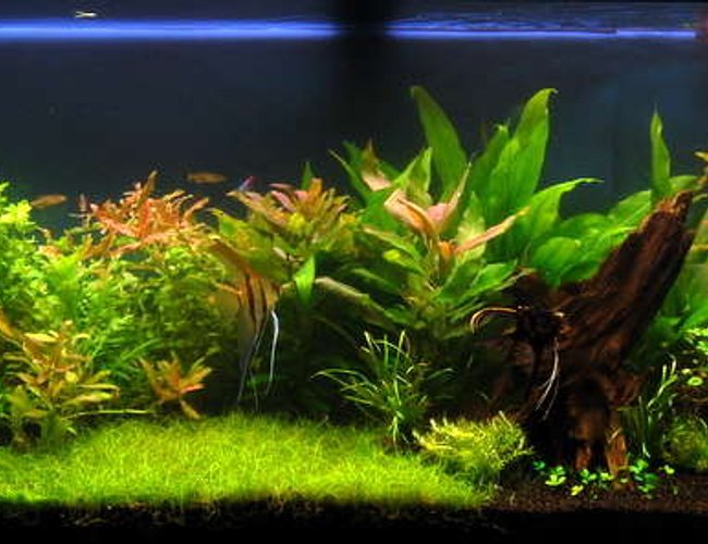 64 gallons planted tank (mostly live plants and fish) - mralgae's planted tank 64 gallons planted tank (mostly live plants and fish) - mralgae's planted tank
