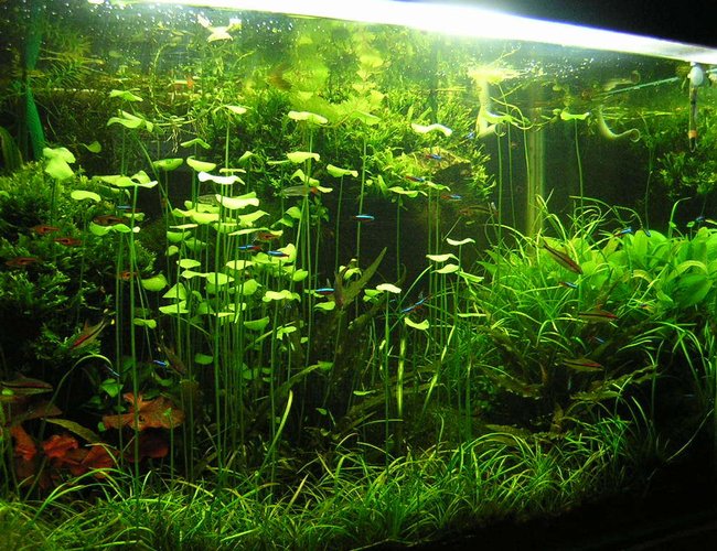 90 gallons planted tank (mostly live plants and fish) - 90G - 3'x2'x2'
pH - 6.8 | average water temperature - 27C
6500k Compact fluoroscent lighting (260W)
DIY canister filter - 800l/h
DIY CO2 - 2BPS
PMDD fertilization. 90 gallons planted tank (mostly live plants and fish) - 90G - 3'x2'x2'
pH - 6.8 | average water temperature - 27C
6500k Compact fluoroscent lighting (260W)
DIY canister filter - 800l/h
DIY CO2 - 2BPS
PMDD fertilization.