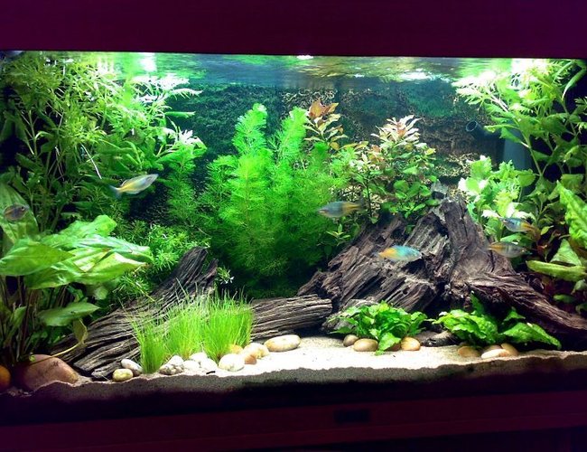 30 gallons planted tank (mostly live plants and fish) - Tank as of 26/11/07 30 gallons planted tank (mostly live plants and fish) - Tank as of 26/11/07