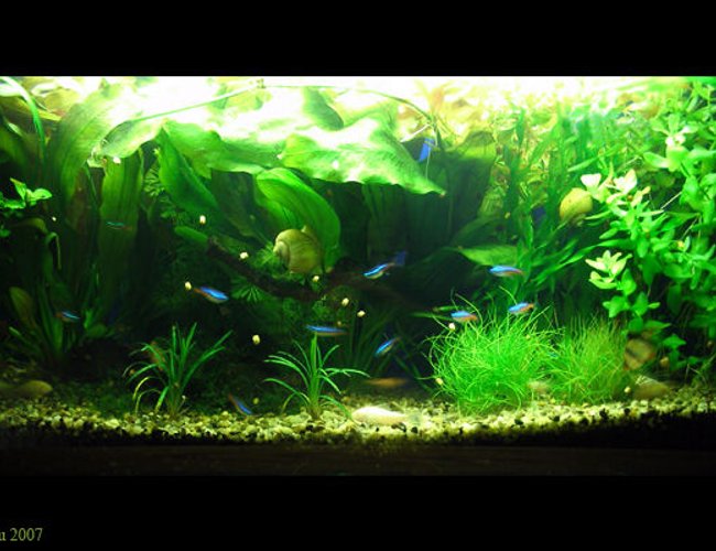 18 gallons planted tank (mostly live plants and fish) - 18 gallons
community aquarium
3 x 18w philips 830
filter 600l/h
Fish:
20 x neon fish
5 x tiger barbs
3 x zebra
7 x corydoras
Plants:
echinodorus ozelot
ludwigia repens
elodea densa
jawa moss
Echinodorus osiris
valisneria nana
valisneria twister mini
cabomba caroliniana
bacopa caroliniana 18 gallons planted tank (mostly live plants and fish) - 18 gallons
community aquarium
3 x 18w philips 830
filter 600l/h
Fish:
20 x neon fish
5 x tiger barbs
3 x zebra
7 x corydoras
Plants:
echinodorus ozelot
ludwigia repens
elodea densa
jawa moss
Echinodorus osiris
valisneria nana
valisneria twister mini
cabomba caroliniana
bacopa caroliniana