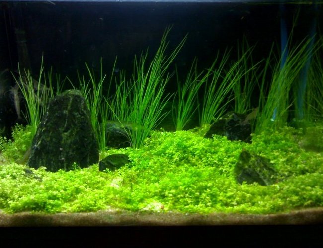3 gallons planted tank (mostly live plants and fish) - 3 gallon tank
hang up nano filter
Co2
light 11 w fluroescent
plants:
Eleocharis acicularis
Hemianthus callitrichoides "Cuba"
a lot of shrimps 3 gallons planted tank (mostly live plants and fish) - 3 gallon tank
hang up nano filter
Co2
light 11 w fluroescent
plants:
Eleocharis acicularis
Hemianthus callitrichoides "Cuba"
a lot of shrimps