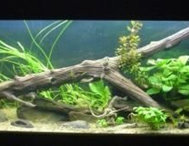 132 gallons planted tank (mostly live plants and fish) - Redo of Discus Aquarium.....better picture 132 gallons planted tank (mostly live plants and fish) - Redo of Discus Aquarium.....better picture