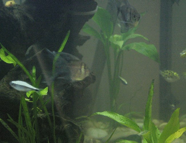 33 gallons planted tank (mostly live plants and fish) - animation of my fish on 12/12/07 33 gallons planted tank (mostly live plants and fish) - animation of my fish on 12/12/07