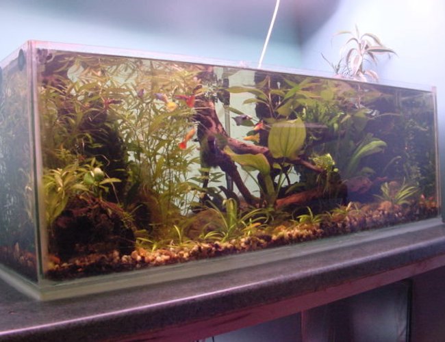 19 gallons planted tank (mostly live plants and fish) - the tank is 36x12x12. it has 2 30watt grolux tubes suspended from the ceiling. it has a fluval 2 plus filter with a small external filter 19 gallons planted tank (mostly live plants and fish) - the tank is 36x12x12. it has 2 30watt grolux tubes suspended from the ceiling. it has a fluval 2 plus filter with a small external filter