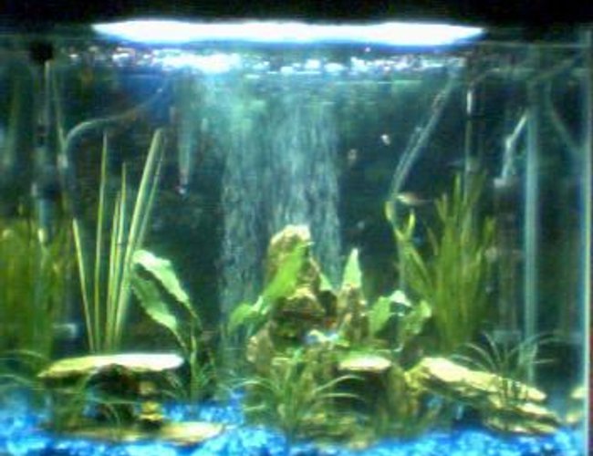 25 gallons planted tank (mostly live plants and fish) - PLEASE TELL ME WHAT YOU THINK!! PLEASE:)
i don't have my digital camera so had to use my web cam sorry when i get me camera back ill post a new one...
First tank 25 gallons
11 Tiger barbs
2 Rosy barbs
2 Sliver tipped tetras
1 Frog
My most liked fish 2 Rainbow Sharks and 1 Angel fish 25 gallons planted tank (mostly live plants and fish) - PLEASE TELL ME WHAT YOU THINK!! PLEASE:)
i don't have my digital camera so had to use my web cam sorry when i get me camera back ill post a new one...
First tank 25 gallons
11 Tiger barbs
2 Rosy barbs
2 Sliver tipped tetras
1 Frog
My most liked fish 2 Rainbow Sharks and 1 Angel fish