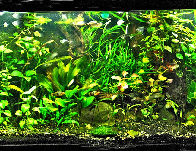 148 gallons planted tank (mostly live plants and fish) - This is my newly re-planted 600 litre tank! 148 gallons planted tank (mostly live plants and fish) - This is my newly re-planted 600 litre tank!