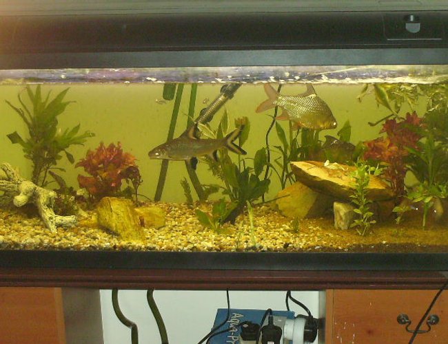 70 gallons planted tank (mostly live plants and fish) - fluval duo 1200 with live plants, eheim external filter, and internal filter aquaone and air stone 70 gallons planted tank (mostly live plants and fish) - fluval duo 1200 with live plants, eheim external filter, and internal filter aquaone and air stone