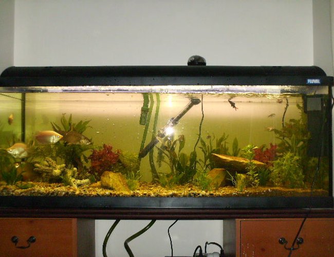 70 gallons planted tank (mostly live plants and fish) - fluval duo 1200 with live plants, eheim external filter, and internal filter aquaone and air stone 70 gallons planted tank (mostly live plants and fish) - fluval duo 1200 with live plants, eheim external filter, and internal filter aquaone and air stone