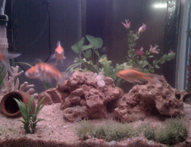 45 gallons planted tank (mostly live plants and fish) - my new tank... 45 gallons planted tank (mostly live plants and fish) - my new tank...
