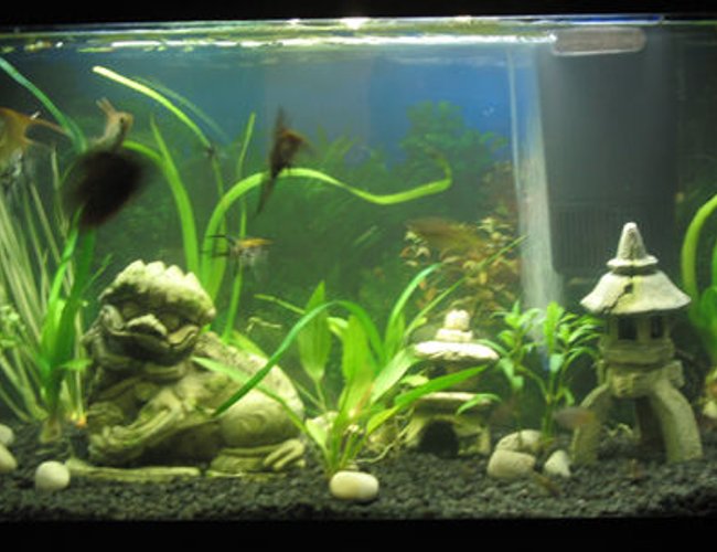 45 gallons planted tank (mostly live plants and fish) - 29 gallon tall, simplistic planted tank. regular gravel, no fertilization except fish, "plant and aquarium" bulb from walmart. Tank houses angelfish, a severum cihclid, and 2 australian rainbowfish 45 gallons planted tank (mostly live plants and fish) - 29 gallon tall, simplistic planted tank. regular gravel, no fertilization except fish, "plant and aquarium" bulb from walmart. Tank houses angelfish, a severum cihclid, and 2 australian rainbowfish