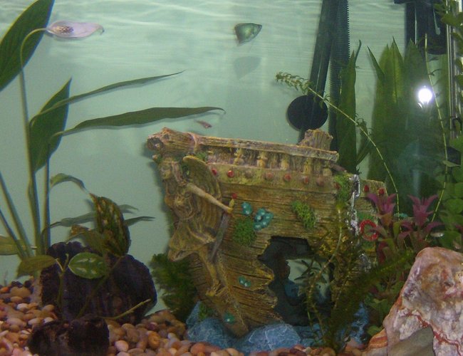 54 gallons planted tank (mostly live plants and fish) - 54g corner tank 54 gallons planted tank (mostly live plants and fish) - 54g corner tank