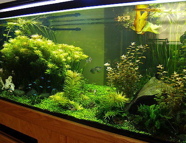300 gallons planted tank (mostly live plants and fish) - 300 gallon South American
Tank is 8'L x 2'H x 30"W
Lighting = 3 150watt 10,000k MH & 4 96watt 6700k CF
Filtering = 2 Eheim Pro 3 2080 & 1 Eheim Pro 2 2128
Tank has 2 Pressurized CO2 systems 300 gallons planted tank (mostly live plants and fish) - 300 gallon South American
Tank is 8'L x 2'H x 30"W
Lighting = 3 150watt 10,000k MH & 4 96watt 6700k CF
Filtering = 2 Eheim Pro 3 2080 & 1 Eheim Pro 2 2128
Tank has 2 Pressurized CO2 systems