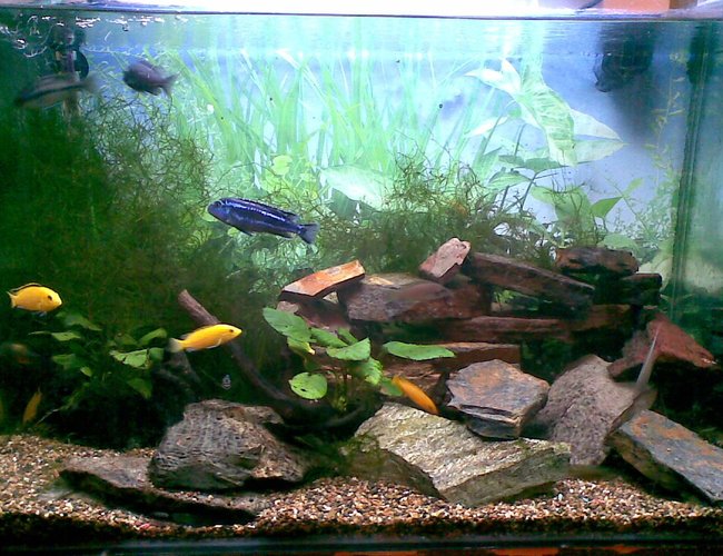 45 gallons planted tank (mostly live plants and fish) - This is the latest version of our tank. 45 gallons planted tank (mostly live plants and fish) - This is the latest version of our tank.