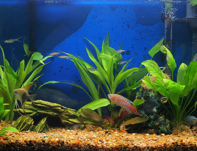 45 gallons planted tank (mostly live plants and fish) - My whole tank... 45 gallons planted tank (mostly live plants and fish) - My whole tank...