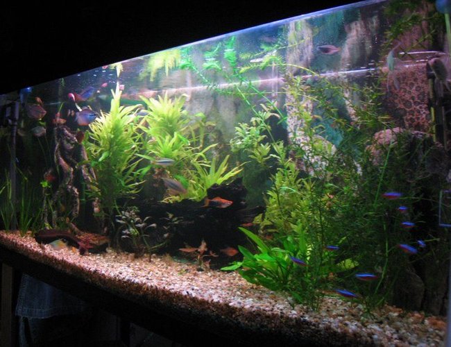 67 gallons planted tank (mostly live plants and fish) - Planted tank 67 gallons planted tank (mostly live plants and fish) - Planted tank