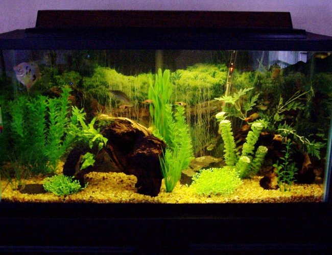 33 gallons planted tank (mostly live plants and fish) - This is our 33 gallon community tank which will soon be replaced with a 90 gallon. 33 gallons planted tank (mostly live plants and fish) - This is our 33 gallon community tank which will soon be replaced with a 90 gallon.