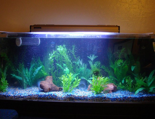 60 gallons planted tank (mostly live plants and fish) - New!!! Truvu Discus Tank!!!
60 Gallon Truvu Acrylic Aquarium, Fluval 405 Canister Filter, Fluval 205 Canister Filter, Marineland 1140 Powerhead, Eheim Jager Heater, Coralife Power compact 10,000k 65 watt, Coralife Power Compact Actinic 65 watt, 36 watt UV Sterilizer
5 Discus, 1 Long Finned German Blue Ram, 1 Bolivian Ram, 4 Cardinal Tetras, 2 Decker Axelrodi Corydoras 60 gallons planted tank (mostly live plants and fish) - New!!! Truvu Discus Tank!!!
60 Gallon Truvu Acrylic Aquarium, Fluval 405 Canister Filter, Fluval 205 Canister Filter, Marineland 1140 Powerhead, Eheim Jager Heater, Coralife Power compact 10,000k 65 watt, Coralife Power Compact Actinic 65 watt, 36 watt UV Sterilizer
5 Discus, 1 Long Finned German Blue Ram, 1 Bolivian Ram, 4 Cardinal Tetras, 2 Decker Axelrodi Corydoras