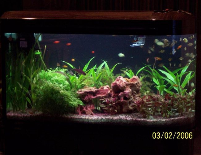 69 gallons planted tank (mostly live plants and fish) - Beginner tank 69 gallons planted tank (mostly live plants and fish) - Beginner tank