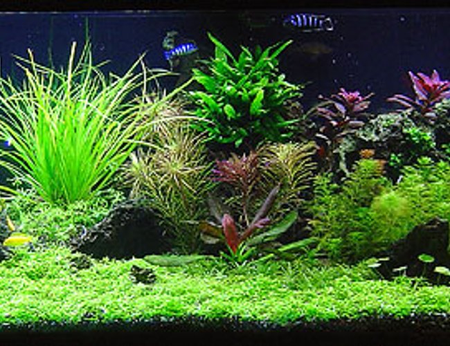 125 gallons planted tank (mostly live plants and fish) - Malawi Redux 125 gallons planted tank (mostly live plants and fish) - Malawi Redux