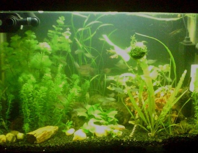 21 gallons planted tank (mostly live plants and fish) - DIY tank
12,000K light
DIY External Filter
Co2 system
This picture was taken 2 weeks after setup. 21 gallons planted tank (mostly live plants and fish) - DIY tank
12,000K light
DIY External Filter
Co2 system
This picture was taken 2 weeks after setup.
