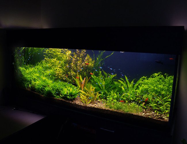190 gallons planted tank (mostly live plants and fish) - aquarium update, it looks now. It is 4 month after set up. 190 gallons planted tank (mostly live plants and fish) - aquarium update, it looks now. It is 4 month after set up.