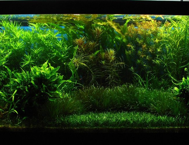 120 gallons planted tank (mostly live plants and fish) - My 460l planted tank.
Lighting, 3x150w HQI 6000k, filtration, 2x1200l/h Jebo 809, fertilization Dennerle line. Ph 6.50 with CO2 controller, heating cables with temp controller all by Dennerle. Temperature 26 deg Celsius mantained with a Jebo chiller. 120 gallons planted tank (mostly live plants and fish) - My 460l planted tank.
Lighting, 3x150w HQI 6000k, filtration, 2x1200l/h Jebo 809, fertilization Dennerle line. Ph 6.50 with CO2 controller, heating cables with temp controller all by Dennerle. Temperature 26 deg Celsius mantained with a Jebo chiller.