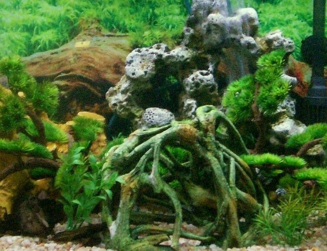 46 gallons planted tank (mostly live plants and fish) - 46 Gallon Bow Front Freshwater Puffer Tank 46 gallons planted tank (mostly live plants and fish) - 46 Gallon Bow Front Freshwater Puffer Tank