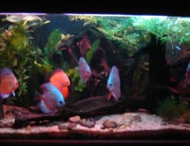 113 gallons planted tank (mostly live plants and fish) - Dark shot of my discus tank 113 gallons planted tank (mostly live plants and fish) - Dark shot of my discus tank
