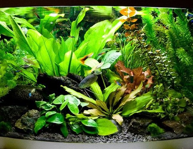 13 gallons planted tank (mostly live plants and fish) - my 60l tank 13 gallons planted tank (mostly live plants and fish) - my 60l tank