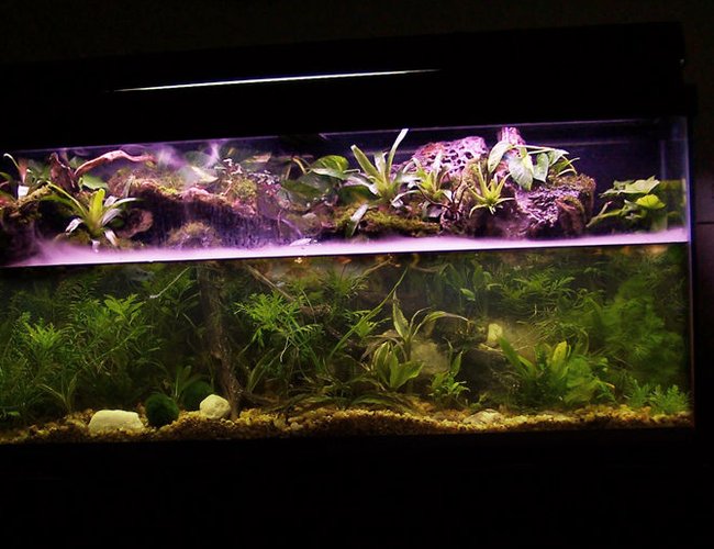 80 gallons planted tank (mostly live plants and fish) - My Paludarium The best of both worlds, 2 waterfalls, all live plants. Fogger to produce low clouds. 300 watts of light. 48" Orbit 4x65W SunPaq w/Lunar Lights/Fans (Current) + 40 watt Flora Glo fixture. In the picture I had 140 watts of light. Need to update since all the additions. I now have 4 WPG.
Co2 Added.
The upper plants are bromeliads, tillandsia (Bulbosa and abdita), 2 types of moss, tropical sheet moss and pillow moss from Maryland, USA. I also have Pilea cadieri (small vine the grows fast) and 2 sweet potato vines that I just started, Devils Ivy and an unknown vine.
.
.
The aquatic plants that I know the name of currently without digging out my sheets are the water onion, Water Hyacinth, Dracaena's (Ribbon Plants), Wisteria, Java Moss, Anubias, Aqua Fern and Umbrella Plants 80 gallons planted tank (mostly live plants and fish) - My Paludarium The best of both worlds, 2 waterfalls, all live plants. Fogger to produce low clouds. 300 watts of light. 48" Orbit 4x65W SunPaq w/Lunar Lights/Fans (Current) + 40 watt Flora Glo fixture. In the picture I had 140 watts of light. Need to update since all the additions. I now have 4 WPG.
Co2 Added.
The upper plants are bromeliads, tillandsia (Bulbosa and abdita), 2 types of moss, tropical sheet moss and pillow moss from Maryland, USA. I also have Pilea cadieri (small vine the grows fast) and 2 sweet potato vines that I just started, Devils Ivy and an unknown vine.
.
.
The aquatic plants that I know the name of currently without digging out my sheets are the water onion, Water Hyacinth, Dracaena's (Ribbon Plants), Wisteria, Java Moss, Anubias, Aqua Fern and Umbrella Plants
