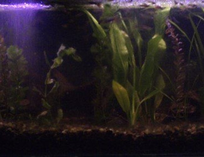 60 gallons planted tank (mostly live plants and fish) - My Big Tank. Tank#1 60 gallons planted tank (mostly live plants and fish) - My Big Tank. Tank#1