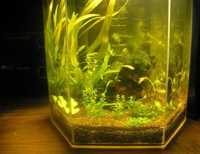 46 gallons planted tank (mostly live plants and fish) - My 5 Gallon eclipse style planted desk top tank with cherry red shrimp. No co2, soil master select substrate. 46 gallons planted tank (mostly live plants and fish) - My 5 Gallon eclipse style planted desk top tank with cherry red shrimp. No co2, soil master select substrate.