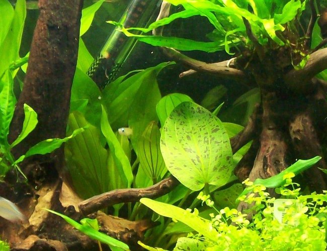 45 gallons planted tank (mostly live plants and fish) - 55 litre planted aquarium 45 gallons planted tank (mostly live plants and fish) - 55 litre planted aquarium