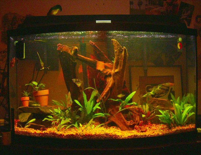 46 gallons planted tank (mostly live plants and fish) - 46 bow tank. Someone was throwing this away. 46 gallons planted tank (mostly live plants and fish) - 46 bow tank. Someone was throwing this away.