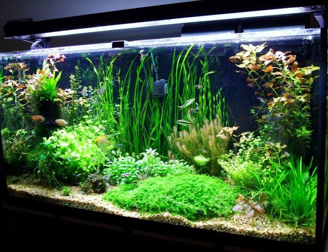 77 gallons planted tank (mostly live plants and fish) - 77 gallon Amazon Tank 77 gallons planted tank (mostly live plants and fish) - 77 gallon Amazon Tank