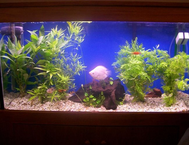 26 gallons planted tank (mostly live plants and fish) - Planted 3ft 120 litre/23 gallon tank. Can you identify the white fish in this photo? 26 gallons planted tank (mostly live plants and fish) - Planted 3ft 120 litre/23 gallon tank. Can you identify the white fish in this photo?