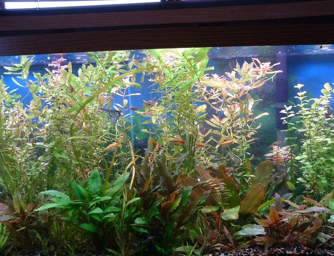 74 gallons planted tank (mostly live plants and fish) - this is a better picture of my tank prior to a much needed trimming 5 weeks after initial planting 74 gallons planted tank (mostly live plants and fish) - this is a better picture of my tank prior to a much needed trimming 5 weeks after initial planting
