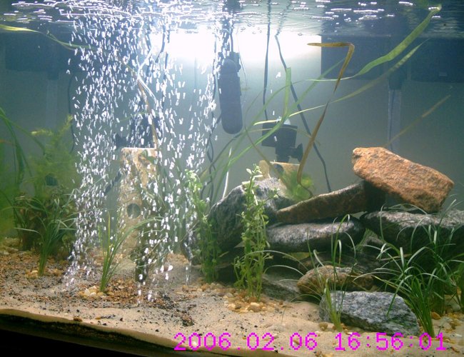 160 gallons planted tank (mostly live plants and fish) - Jan 11, 09 set up for 30 days 160 gallons planted tank (mostly live plants and fish) - Jan 11, 09 set up for 30 days