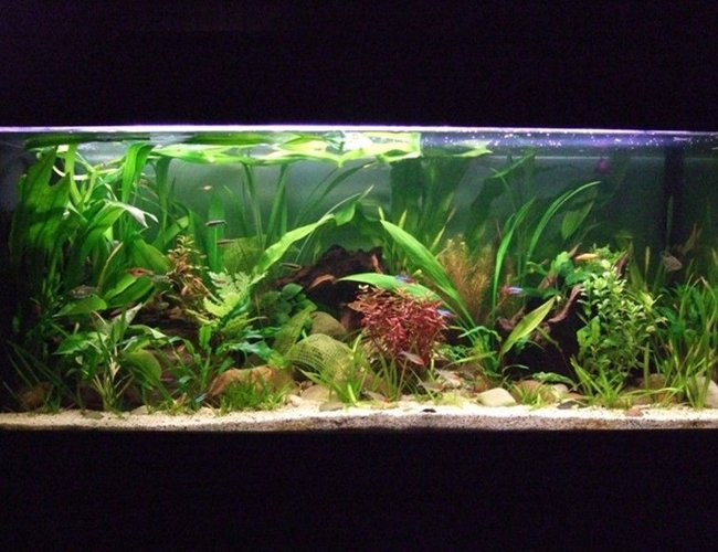 32 gallons planted tank (mostly live plants and fish) - Peaceful Community Planted Tank 32 gallons planted tank (mostly live plants and fish) - Peaceful Community Planted Tank