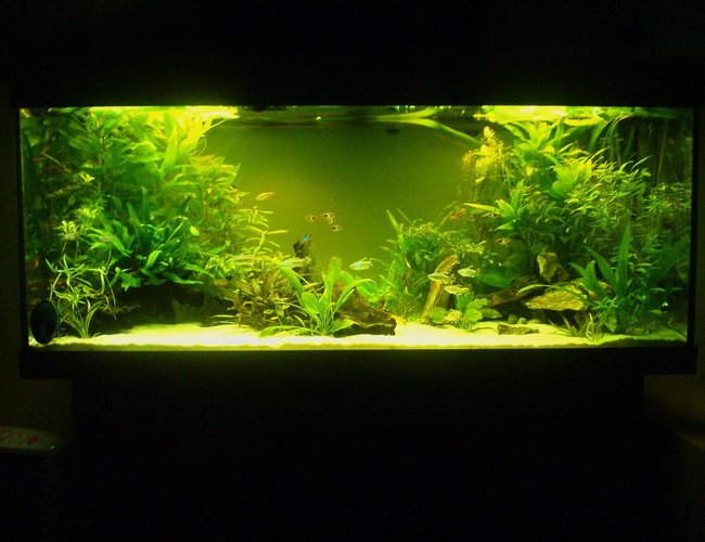 65 gallons planted tank (mostly live plants and fish) - Low tech 240l tank without CO2. 65 gallons planted tank (mostly live plants and fish) - Low tech 240l tank without CO2.