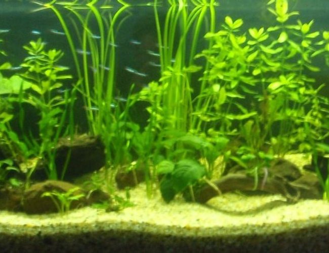 70 gallons planted tank (mostly live plants and fish) - My new 5 foot tank. at the moment got 20 neons , 30 cardinals, 8 cory's and my bristlnose.. hoping to add 5-6 discus in a month or so. 70 gallons planted tank (mostly live plants and fish) - My new 5 foot tank. at the moment got 20 neons , 30 cardinals, 8 cory's and my bristlnose.. hoping to add 5-6 discus in a month or so.