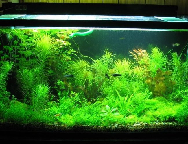 77 gallons planted tank (mostly live plants and fish) - 77 gallon , 2.5wpg, diy c02, 77 gallons planted tank (mostly live plants and fish) - 77 gallon , 2.5wpg, diy c02,