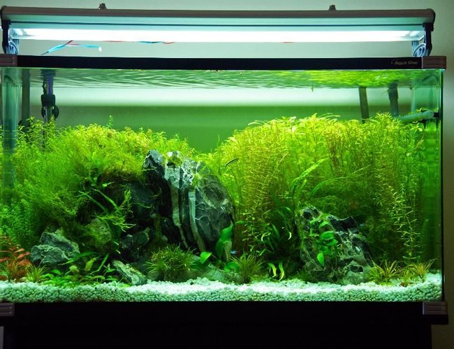 45 gallons planted tank (mostly live plants and fish) - 55g tank with plants rocks and some basic fish 45 gallons planted tank (mostly live plants and fish) - 55g tank with plants rocks and some basic fish