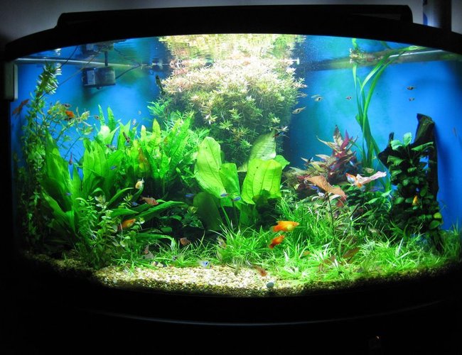 92 gallons planted tank (mostly live plants and fish) - tank after a trimming 92 gallons planted tank (mostly live plants and fish) - tank after a trimming