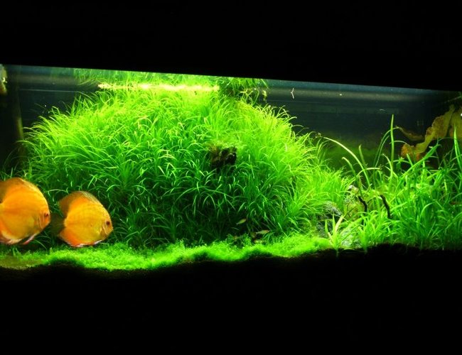 52 gallons planted tank (mostly live plants and fish) - My rio 240 planted setup 52 gallons planted tank (mostly live plants and fish) - My rio 240 planted setup