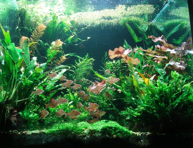 100 gallons planted tank (mostly live plants and fish) - my tank: 70x70x70 (cm) 150W HQI-Lamp, external Eheim Filter 100 gallons planted tank (mostly live plants and fish) - my tank: 70x70x70 (cm) 150W HQI-Lamp, external Eheim Filter