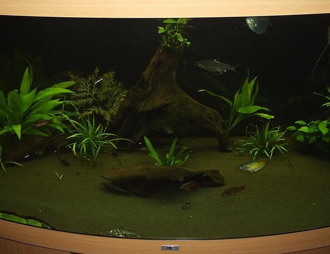 100 gallons planted tank (mostly live plants and fish) - Tank front view 100 gallons planted tank (mostly live plants and fish) - Tank front view